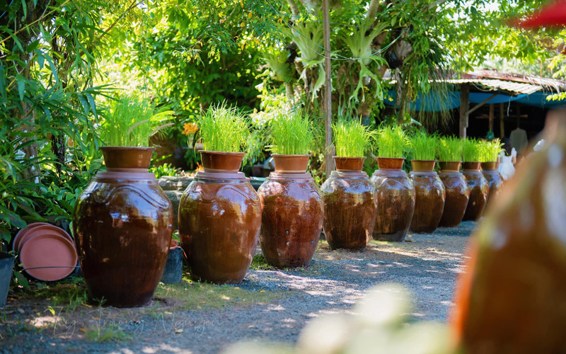 50 chiếc lu chứa nước mưa được xếp ngay ngắn ở lối đi và được dùng làm bình cắm hoa thiên điểu, cỏ mỹ 50 chiếc lu chứa nước mưa được xếp ngay ngắn ở lối đi và được dùng làm bình cắm hoa thiên điểu, cỏ mỹ