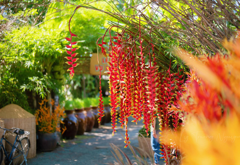 Hoa chuối tràng pháo nở rộ trong ngày cưới Hoa chuối tràng pháo nở rộ trong ngày cưới