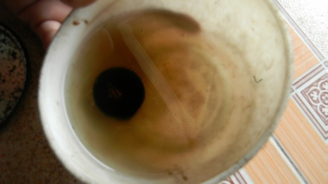 Sau khi hút hết chất độc ra ngoài, cục sừng được bỏ trong tô nước dấm