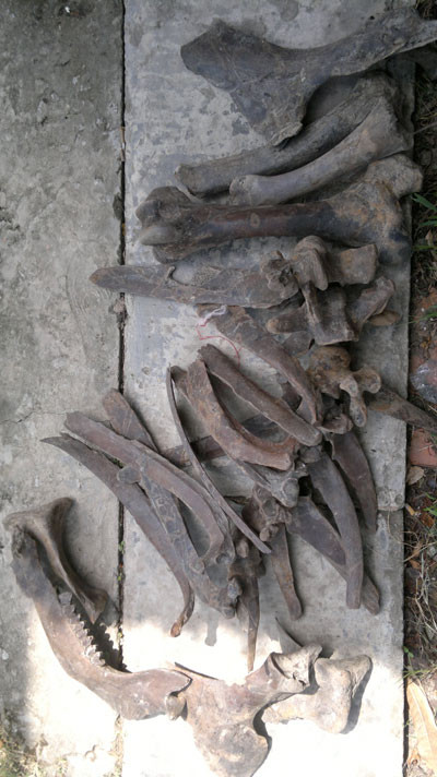 Bộ xương động vật lạ vừa được phát hiện tại khu vườn nhà anh Dương Xuân Thủy