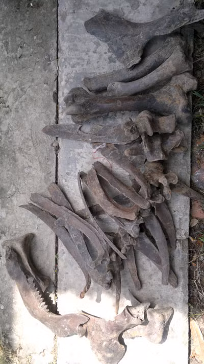 Bộ xương động vật lạ vừa được phát hiện tại khu vườn nhà anh Dương Xuân Thủy