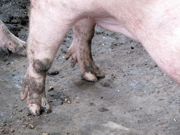 Heo có 5 móng