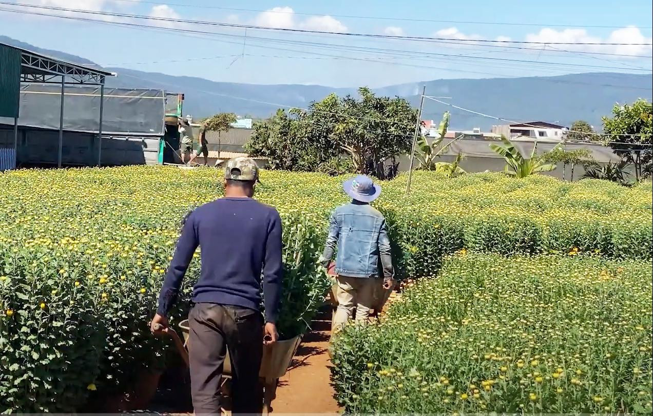 Dùng xe cút kít vận chuyển hoa ra khỏi vườn để chất lên xe tải