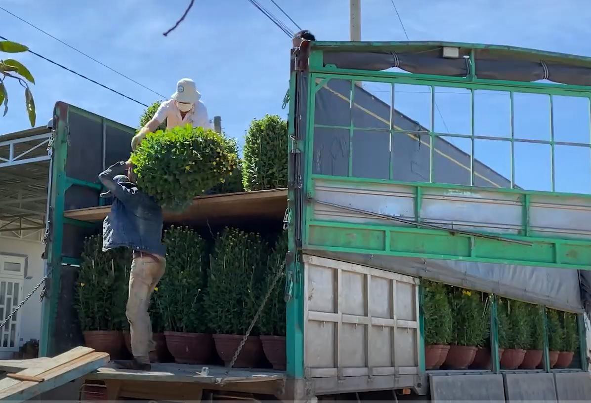 Chất hoa cúc lên xe tải để đưa đi địa phương khác tiêu thụ