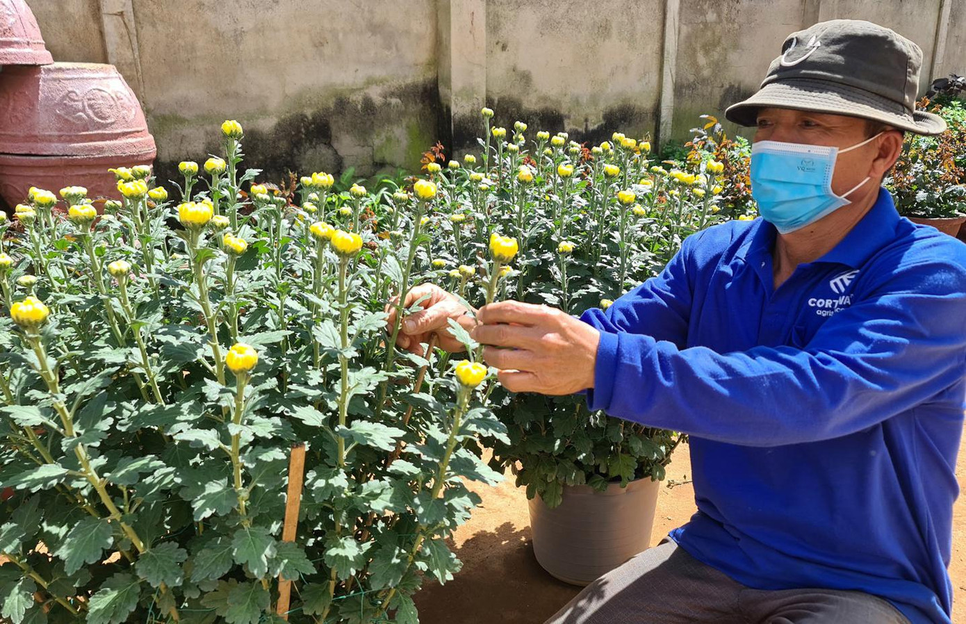 Ông Dũng là người đầu tiên trồng cúc chậu ở Lâm Đồng