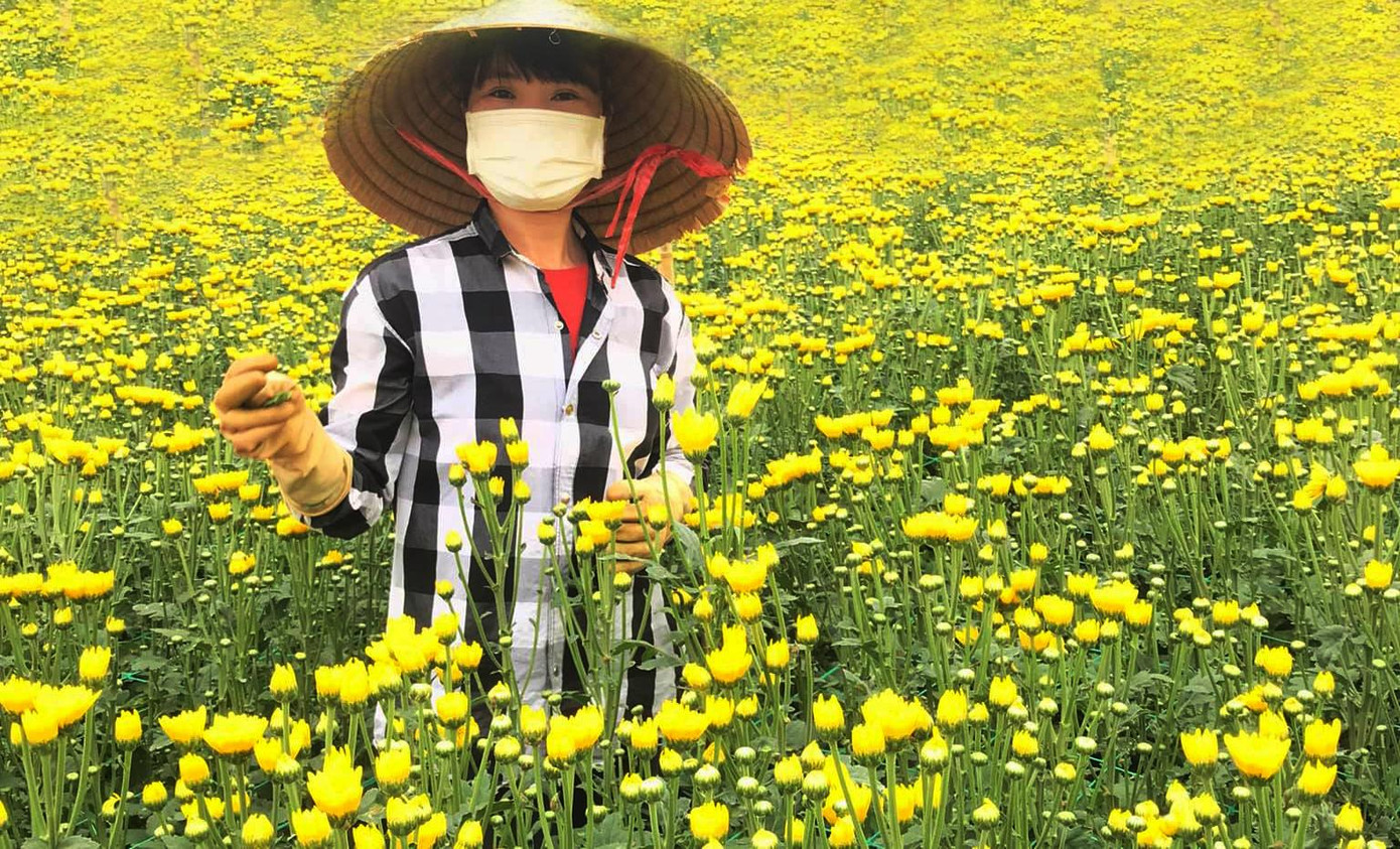 Hoa cúc xứ lạnh hút hàng