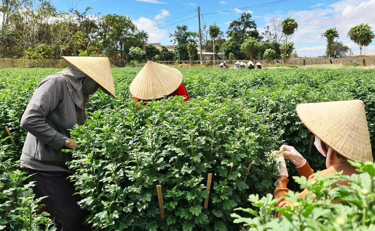 Trước Tết khoảng 3 tuần, nhà vườn tất bật tỉa nụ hoa non, chỉ giữ lại 1 nụ trên cành