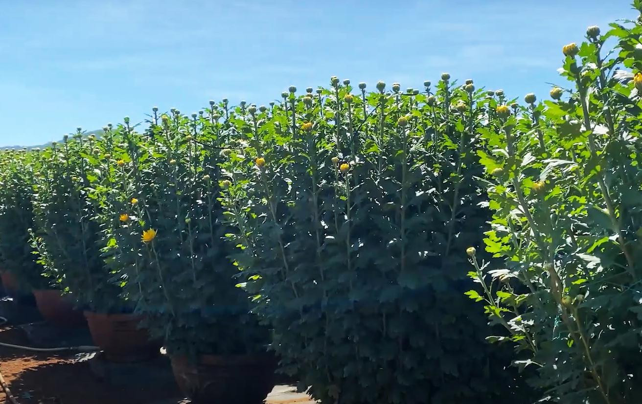 Loại cúc lớn có giá cả triệu đồng mỗi chậu