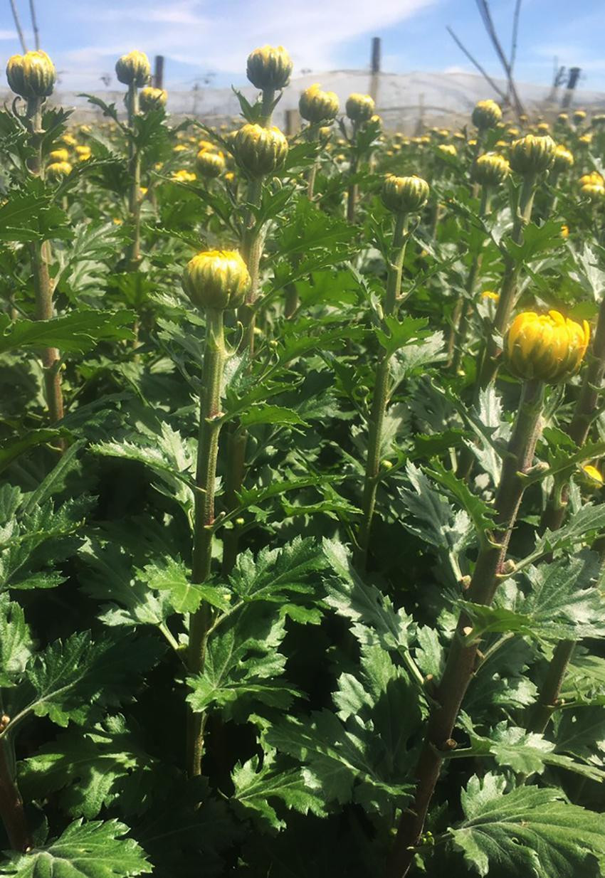 Hoa cúc K'Răng Gọ được ưa thích vì đẹp và chưng được lâu