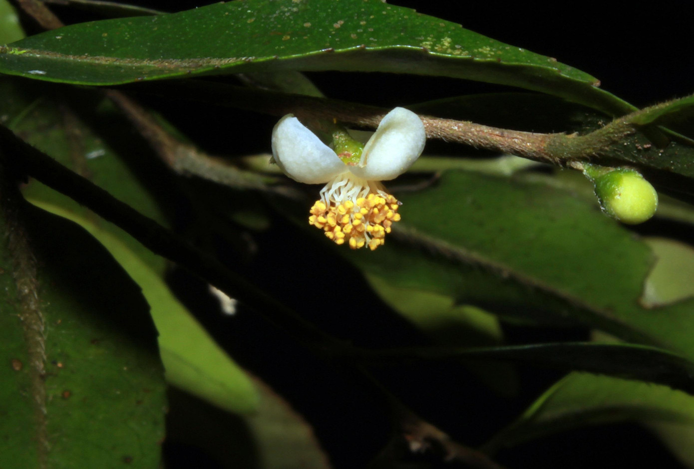 Trà my nhỏ nhất thế giới