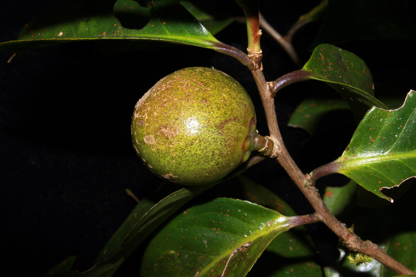 Quả Trà my bidoup