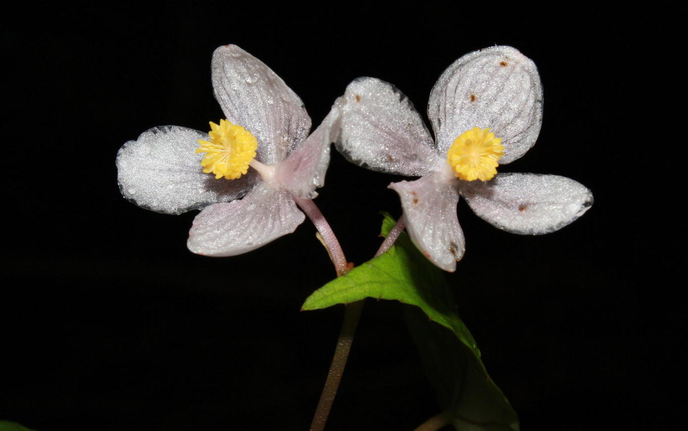 Loài Thu hải đường mới phát hiện ở Hòn Giao