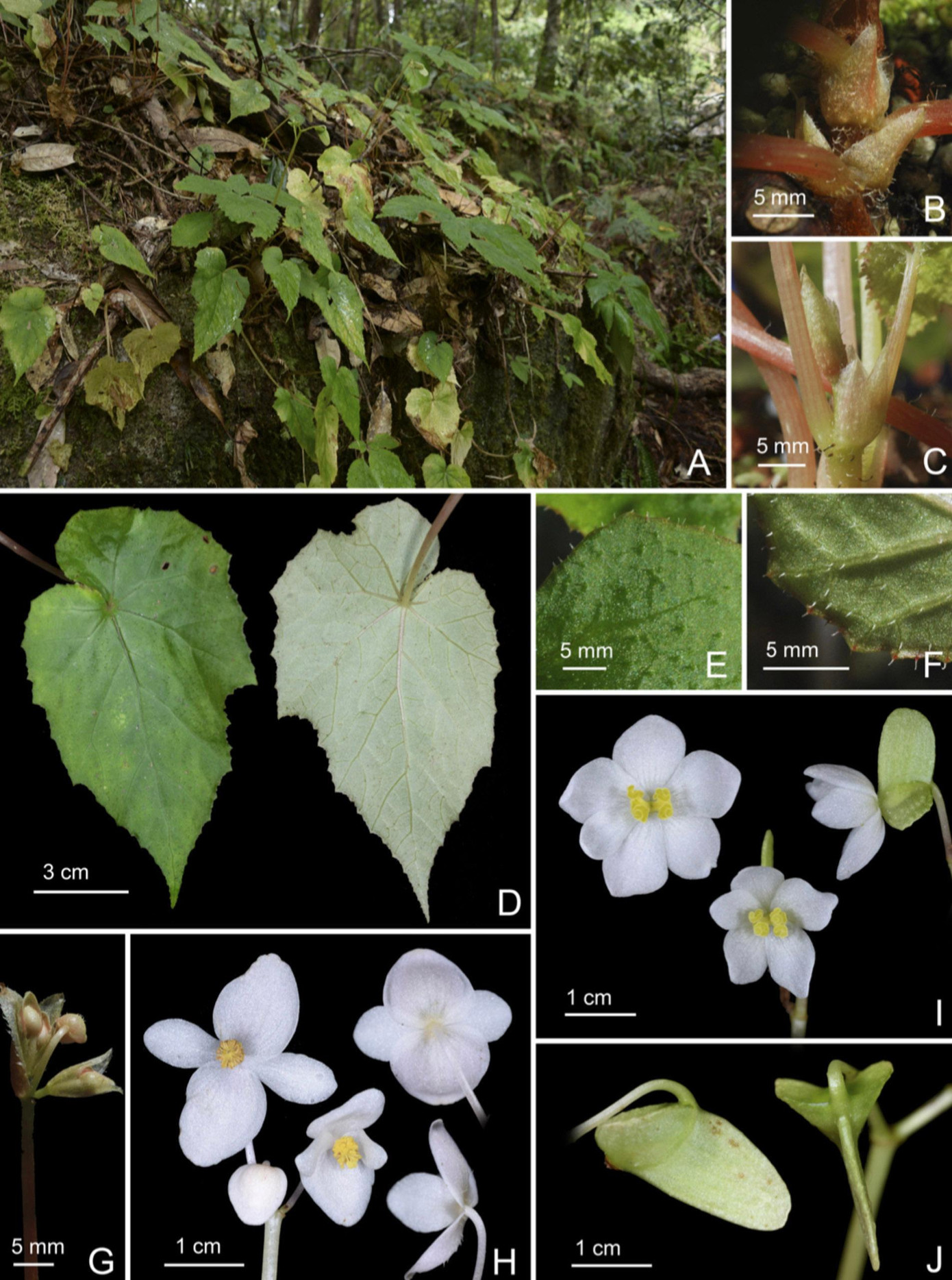 Thu hải đường Lâm Đồng. Ảnh của tạp chí Phytotaxa