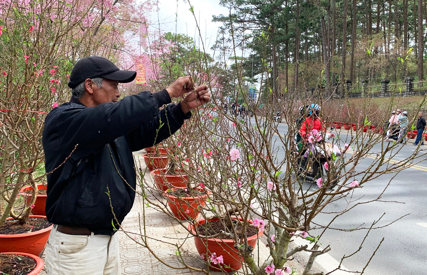 Người bán hoa ngắt bớt hoa héo trên cành Người bán hoa ngắt bớt hoa héo trên cành