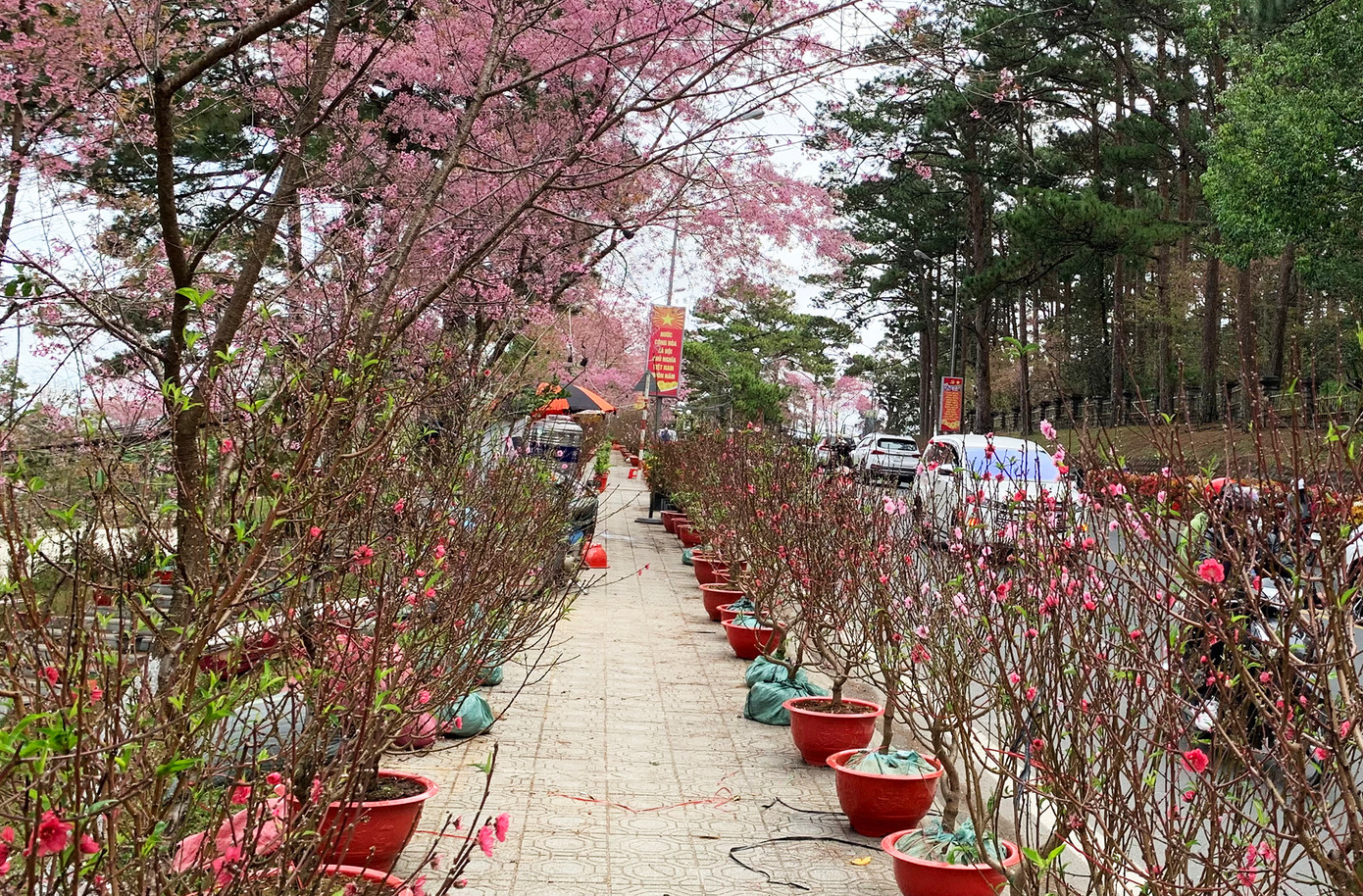 Chợ hoa đào trên đường Trần Hưng Đạo, Đà Lạt vắng bóng người Chợ hoa đào trên đường Trần Hưng Đạo, Đà Lạt vắng bóng người