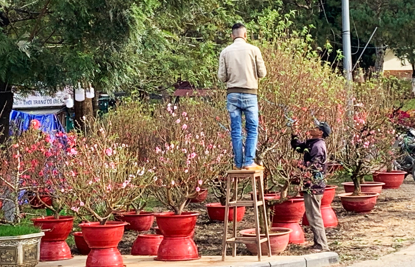 Nhiều cây đào lá um tùm, rất ít nụ nên thương lái phải ngắt bớt lá Nhiều cây đào lá um tùm, rất ít nụ nên thương lái phải ngắt bớt lá