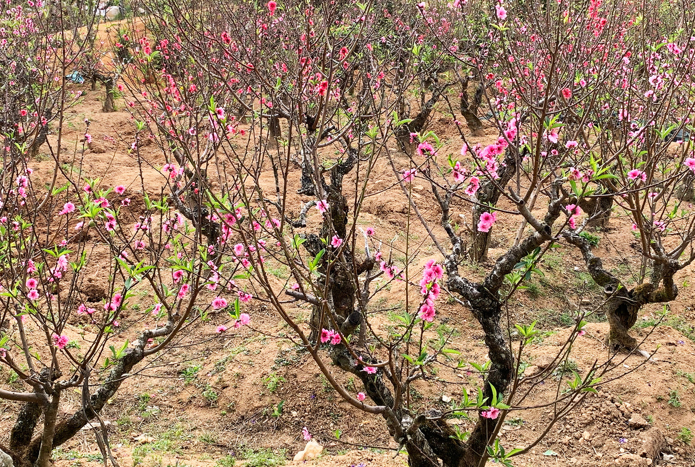 Hoa đào nở rộ trước Tết Hoa đào nở rộ trước Tết