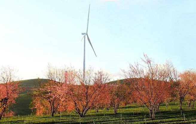 Điện gió ở thành phố hoa Đà Lạt Điện gió ở thành phố hoa Đà Lạt