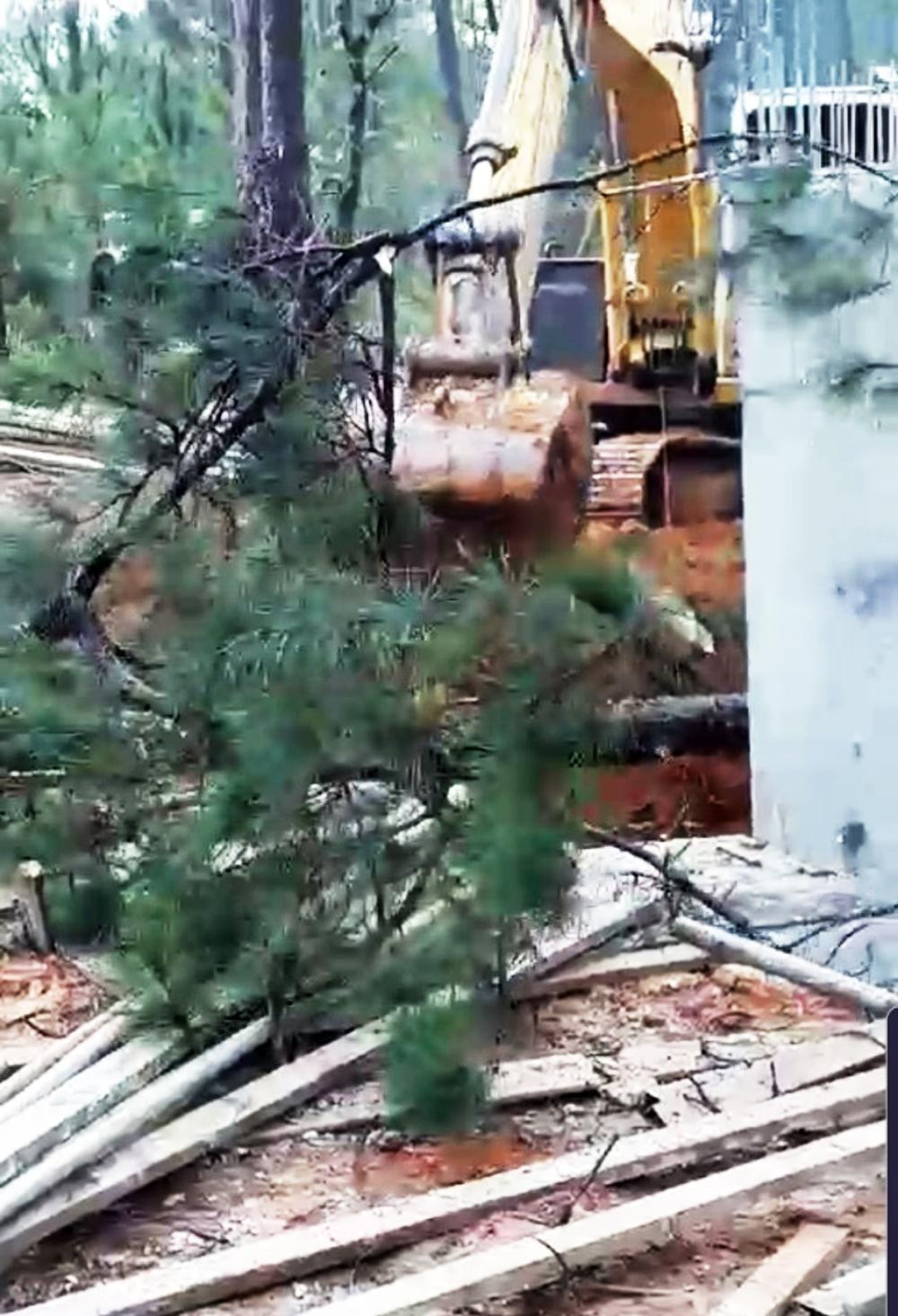 Một vụ phá rừng thông trái phép khi xây dựng dự án ở hồ Tuyền Lâm Một vụ phá rừng thông trái phép khi xây dựng dự án ở hồ Tuyền Lâm