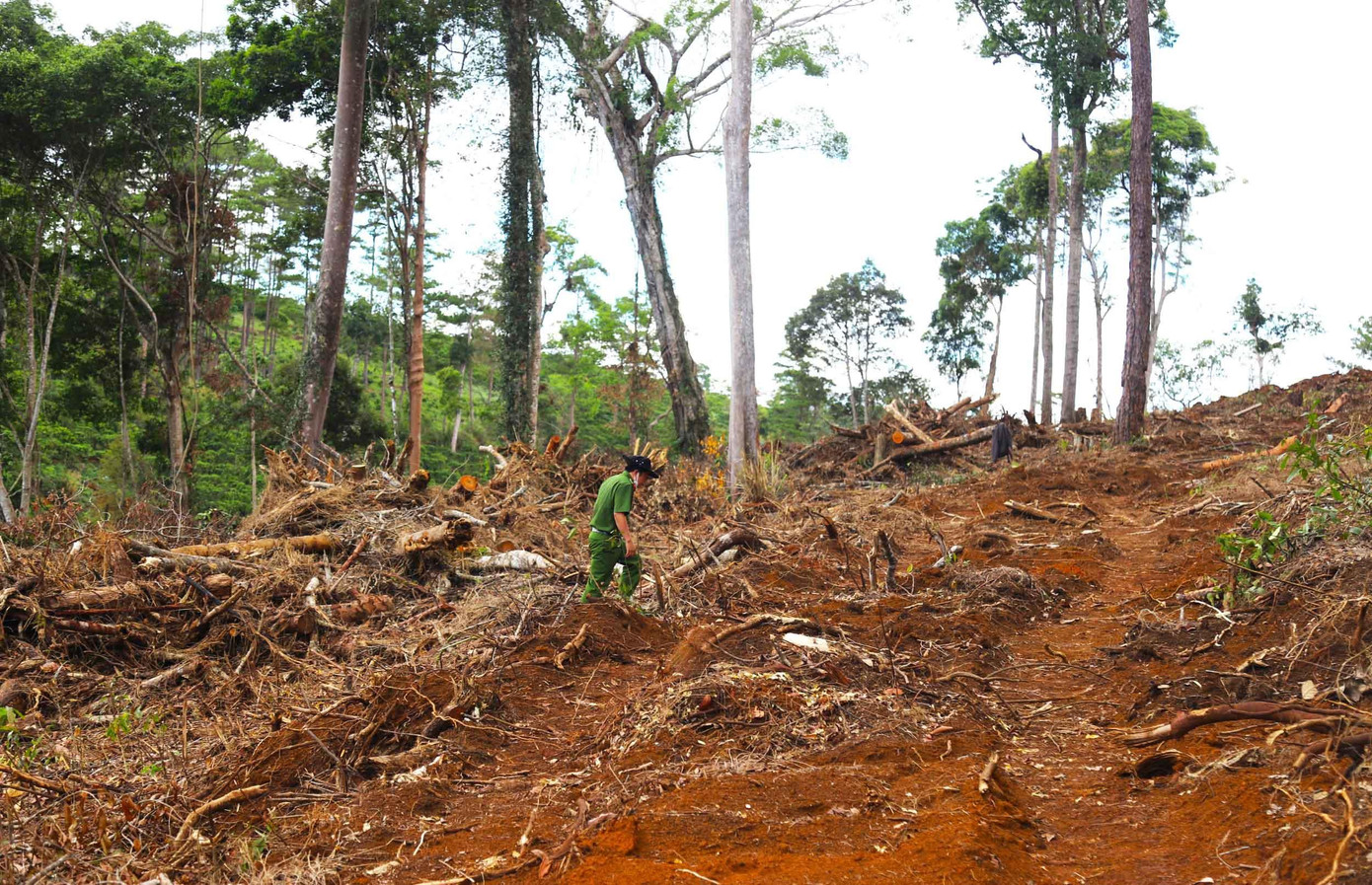 Nhiều cây rừng bị chôn lấp để phi tang