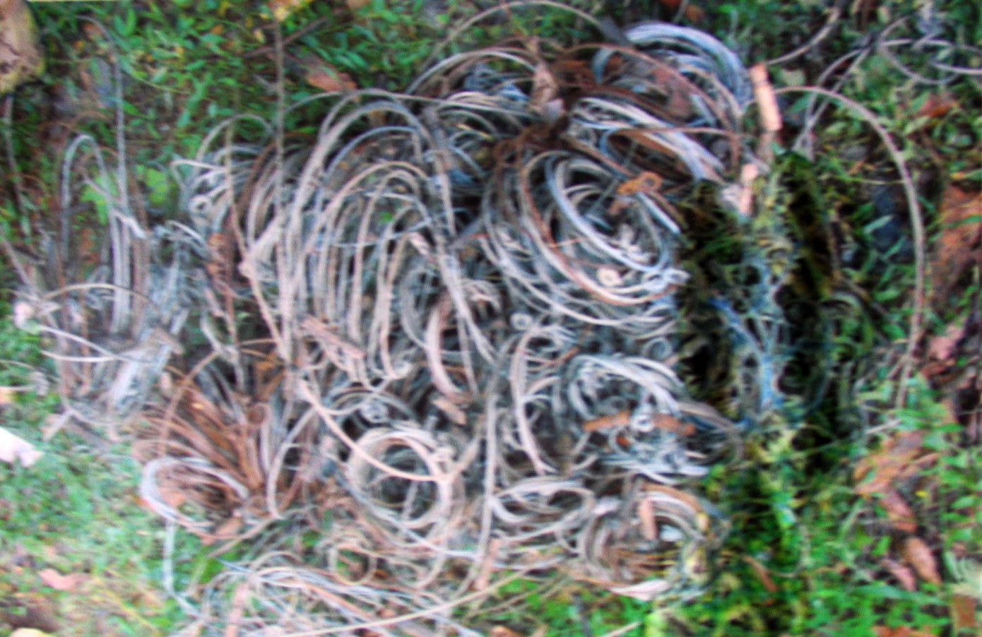 Lực lượng chức năng thu giữ bẫy thú trong rừng