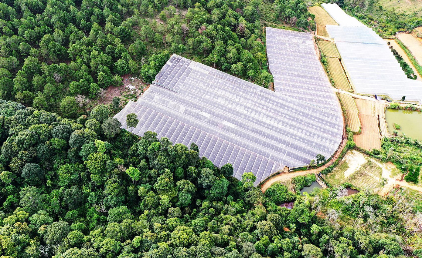 Nhà kính quy mô lớn ở Lâm Đồng