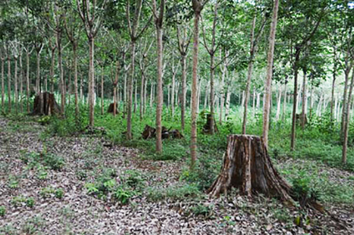 Khu rừng tự nhiên bị chuyển sang trồng cao su trái pháp luật. Khu rừng tự nhiên bị chuyển sang trồng cao su trái pháp luật.