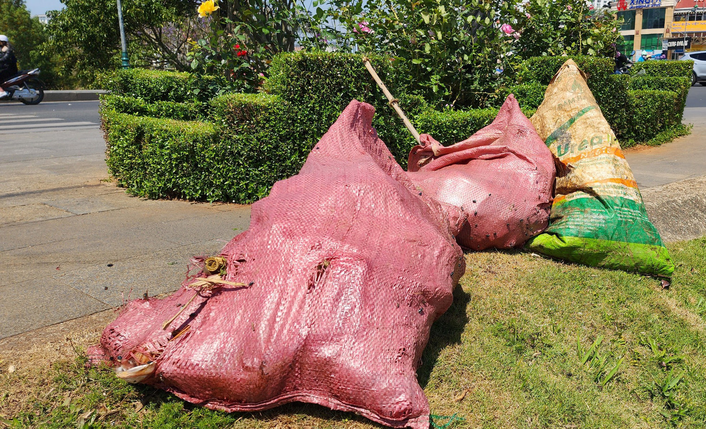 Cá chết được gom vào nhiều bao lớn để đưa đi tiêu hủy