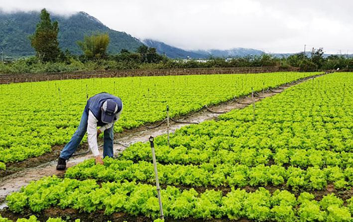 Đơn Dương có diện tích đất trồng rau lớn nhất tỉnh Lâm Đồng Đơn Dương có diện tích đất trồng rau lớn nhất tỉnh Lâm Đồng