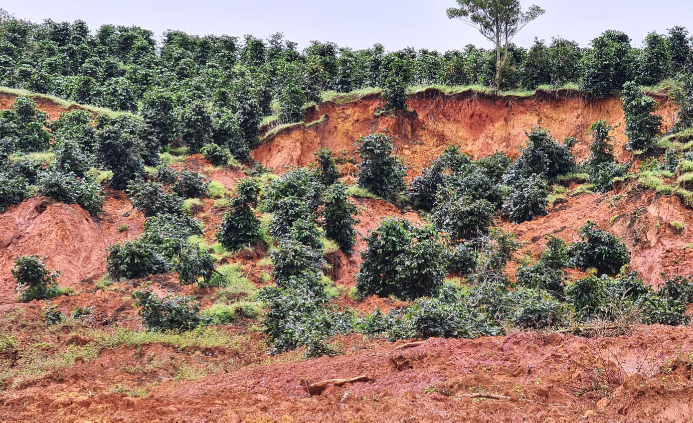 Vườn cà phê bị sạt, trượt Vườn cà phê bị sạt, trượt