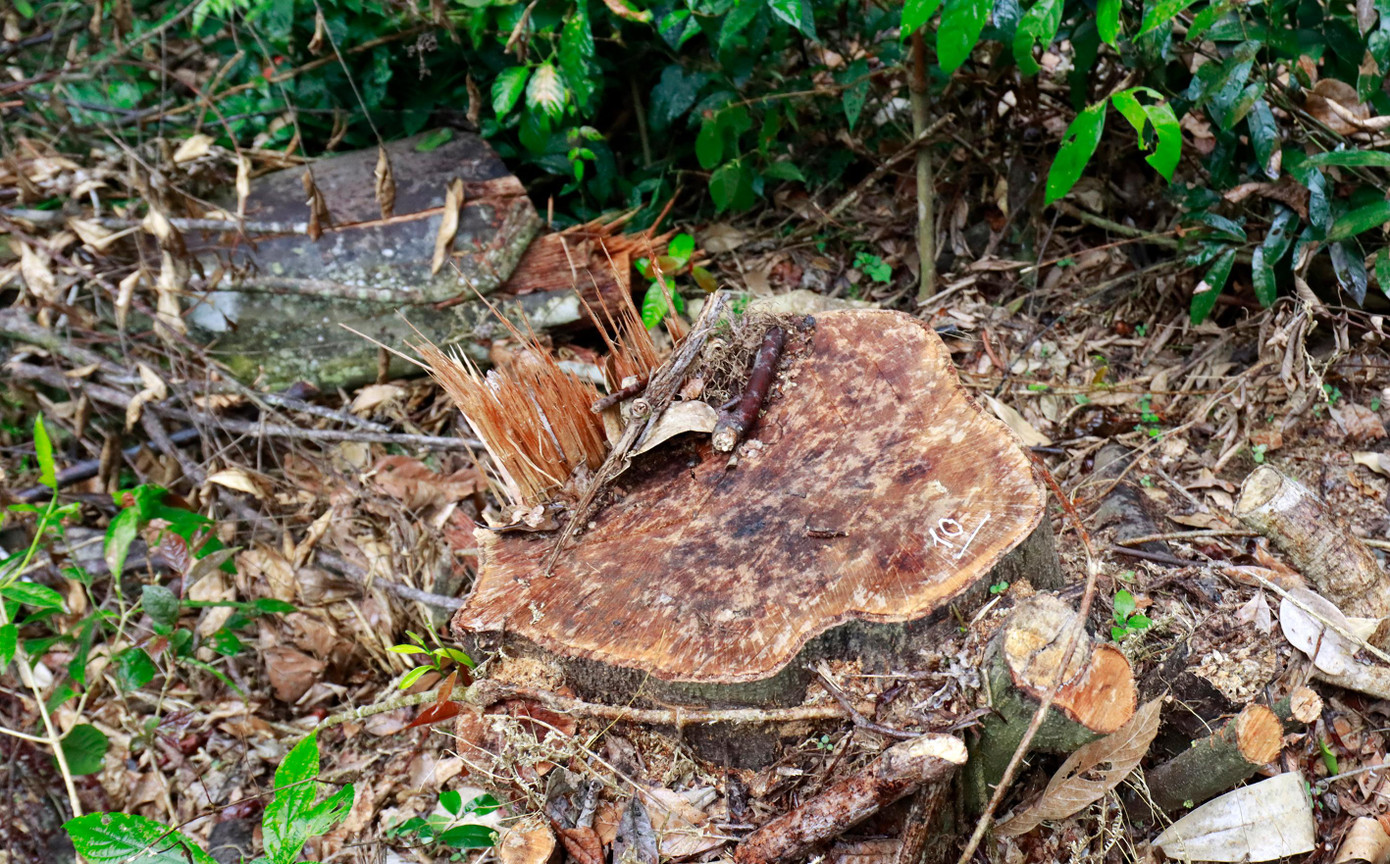 Cây có đường kính lớn bị cưa hạ sát gốc Cây có đường kính lớn bị cưa hạ sát gốc