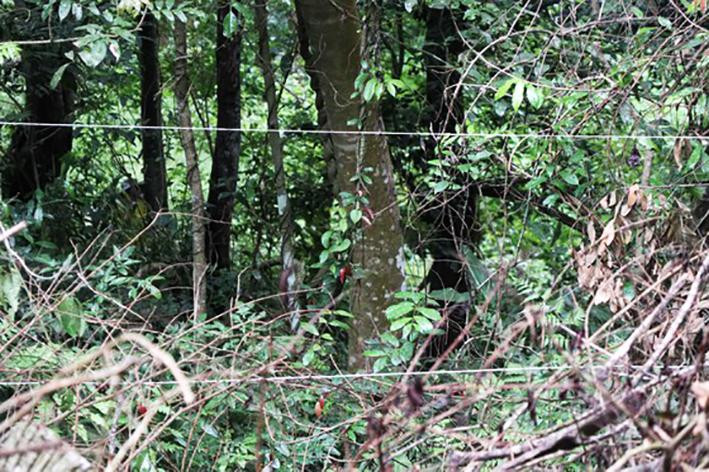 Giăng dây kẽm gai để bao chiếm đất rừng Giăng dây kẽm gai để bao chiếm đất rừng