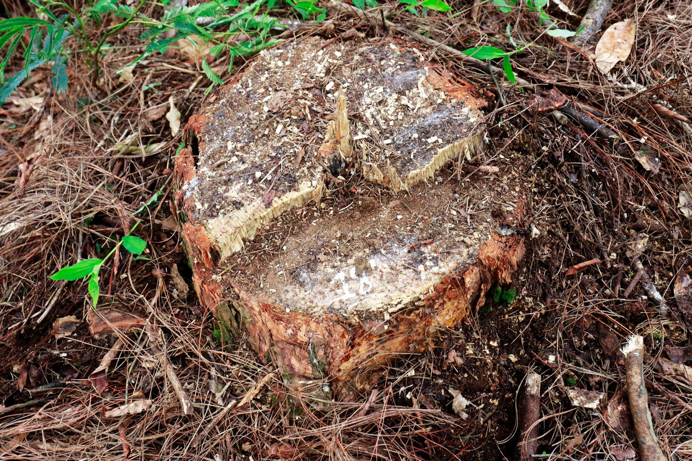 Lấp đất lên phần gốc cây để qua mặt lực lượng bảo vệ rừng Lấp đất lên phần gốc cây để qua mặt lực lượng bảo vệ rừng