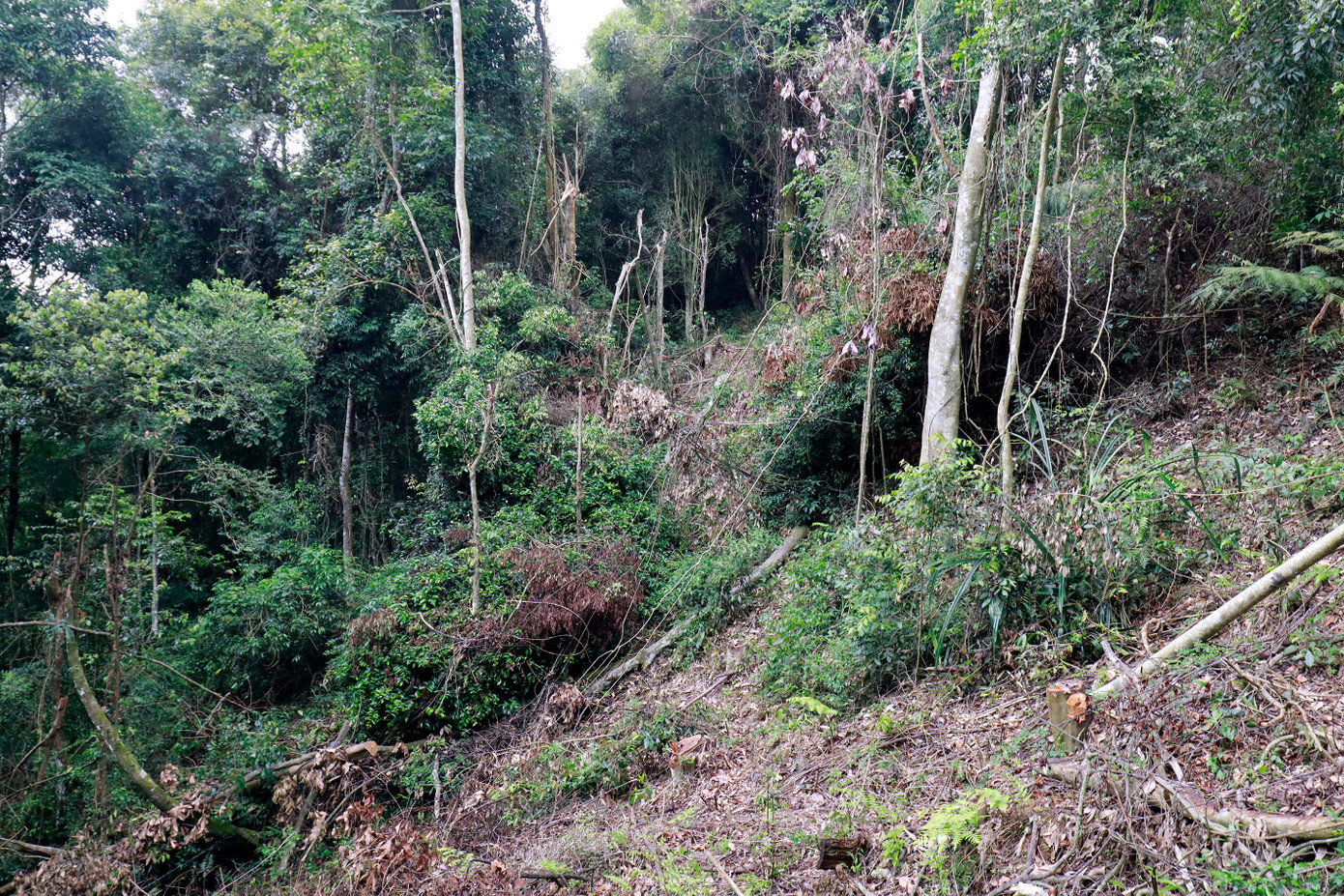 Rừng lá rộng thường xanh cũng bị tàn phá Rừng lá rộng thường xanh cũng bị tàn phá