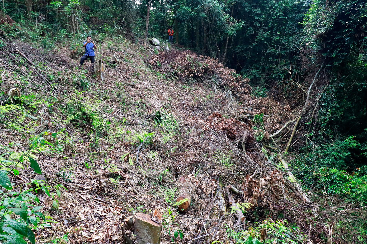 Khu rừng đặc dụng bị phá trắng Khu rừng đặc dụng bị phá trắng