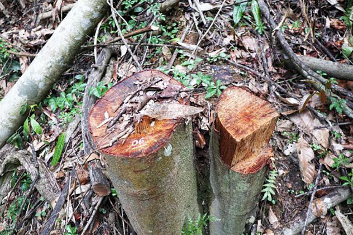 Nhiều cây rừng còn ngổn ngang tại hiện trường Nhiều cây rừng còn ngổn ngang tại hiện trường