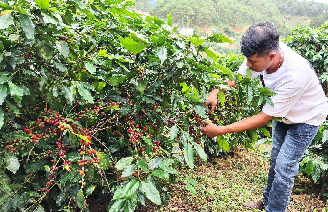 Cà phê ở Di Linh đang vào mùa thu hoạch