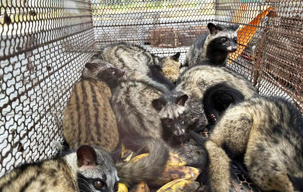 Hàng chục con cầy vòi mốc bị nuôi nhốt trong nhà của bà Đ.T.V.H.