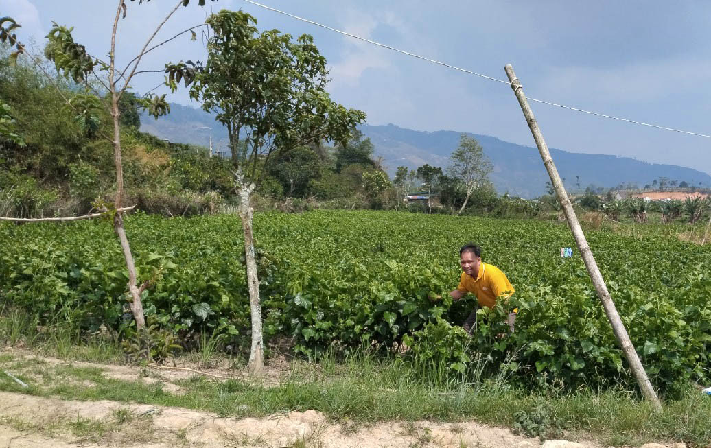 Vườn dâu xanh tốt ở huyện Lâm Hà