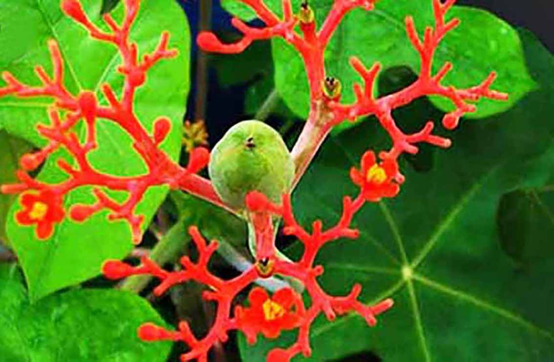 Cây ngô đồng Cây ngô đồng