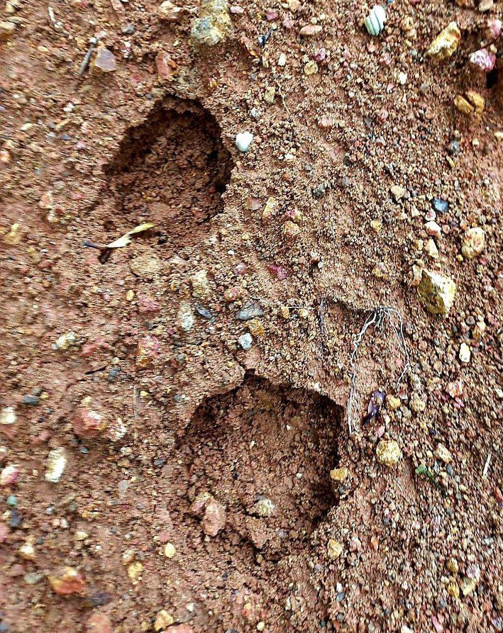 Người dân phát hiện dấu chân thú hoang ở tiểu khu 488 xã Lộc Thành Người dân phát hiện dấu chân thú hoang ở tiểu khu 488 xã Lộc Thành