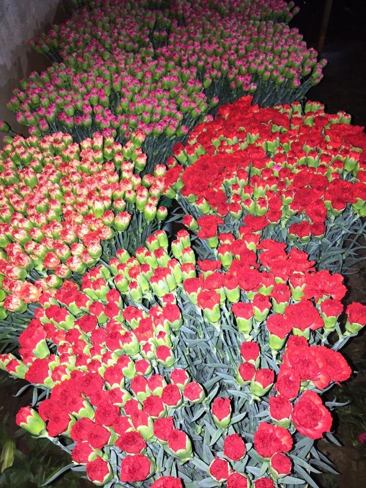 Theo bà Lê Như Huyền (làng hoa hồng Lang Biang), một trong những nguyên nhân khiến hoa hồng ở Lâm Đồng tăng cao là do thời gian qua, tình hình dịch bệnh COVID-19 diễn biến phức tạp, nhiều nhà vườn không dám mở rộng diện tích trồng hoa. Trong ảnh: Cẩm chướng khá đắt hàng.