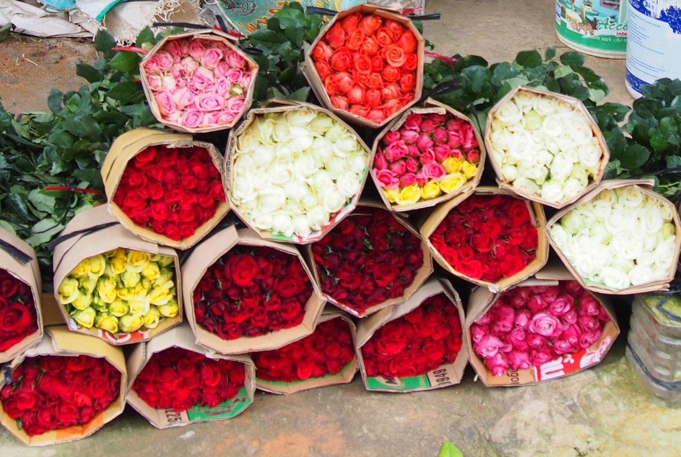 Các làng hoa nổi tiếng khác như An Sơn, Xuân Thọ thuộc TP Đà Lạt và làng hoa Lang Biang (huyện Lạc Dương) cũng đang hối hả thu hoạch hoa hồng. Nhiều thương lái đến tận vườn bao tiêu sản phẩm hoặc ký đơn hàng thu mua hoa hồng rồi đưa đi tiêu thụ tại TPHCM, Hà Nội và một số tỉnh thành phía Nam. Trong ảnh: Hoa Đà Lạt được đóng gói để vận chuyển đến các tỉnh thành khác.