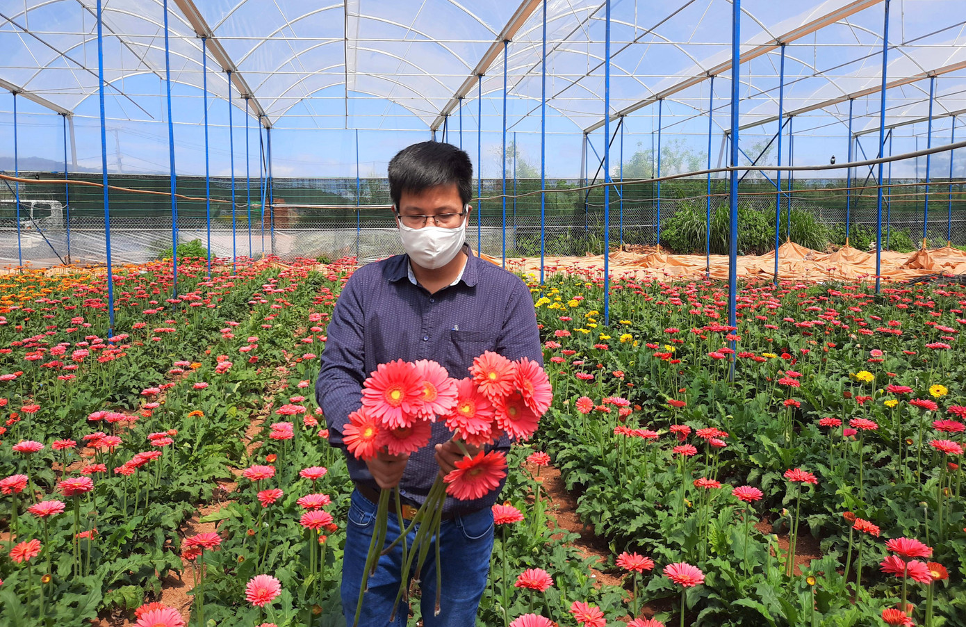 Theo thống kê của các phòng ban chức năng ở TP Đà Lạt và huyện Lạc Dương, vụ này có hàng trăm héc-ta hoa hồng các loại, năng suất khoảng 120.000 cành/ha. Trong ảnh: Hoa đồng tiền màu đỏ cũng được ưa chuộng.