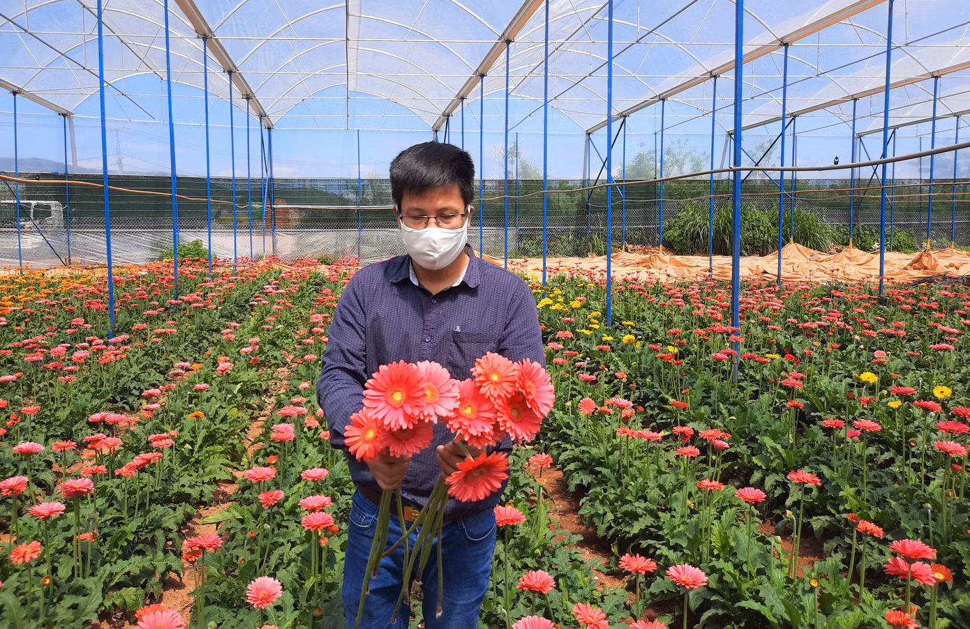 Theo thống kê của các phòng ban chức năng ở TP Đà Lạt và huyện Lạc Dương, vụ này có hàng trăm héc-ta hoa hồng các loại, năng suất khoảng 120.000 cành/ha. Trong ảnh: Hoa đồng tiền màu đỏ cũng được ưa chuộng.