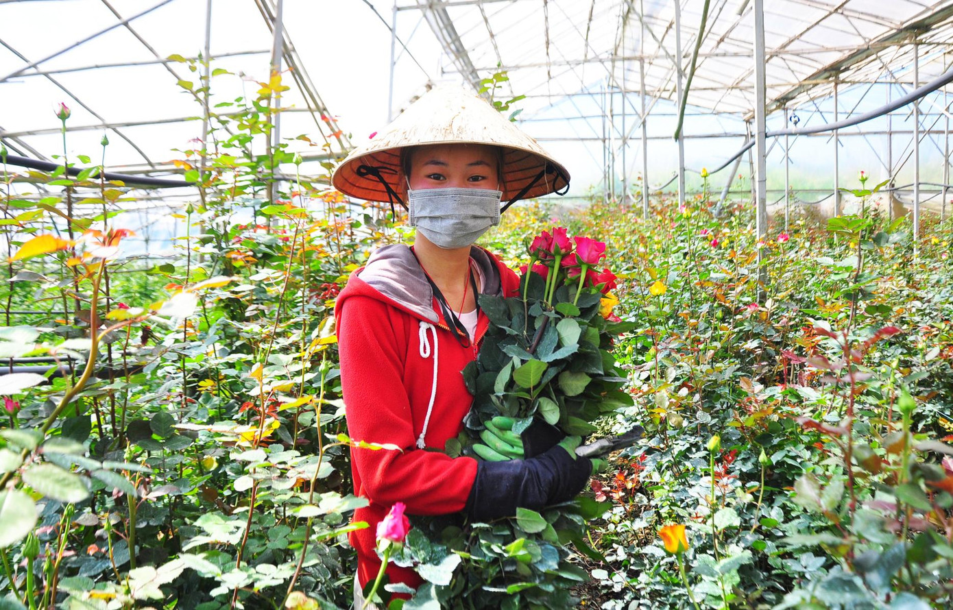 “Hồng đỏ luôn có giá cao nhất dịp Valentine bởi là lựa chọn số một của các đôi uyên ương. Trong thần thoại Hy Lạp, hoa hồng đỏ gắn liền với hình tượng nữ thần tình yêu”, Nguyễn Lan Hương - nữ sinh viên Văn khoa đang phụ mẹ thu mua hoa tại làng hoa Vạn Thành vui vẻ nói. Cũng theo Lan Hương, các chủ vựa thường thu mua hoa từ ngày 9 -12/2 để chuyển cho các cửa hàng, sạp hoa bán trong dịp lễ Tình nhân (14/2). Năm nay, giá hoa hồng tăng vọt vì đã được xuất khẩu sang thị trường Lào, Campuchia… với số lượng lớn. Trong ảnh: Hoa hồng đỏ là lựa chọn số 1 dịp lễ Vanlentine