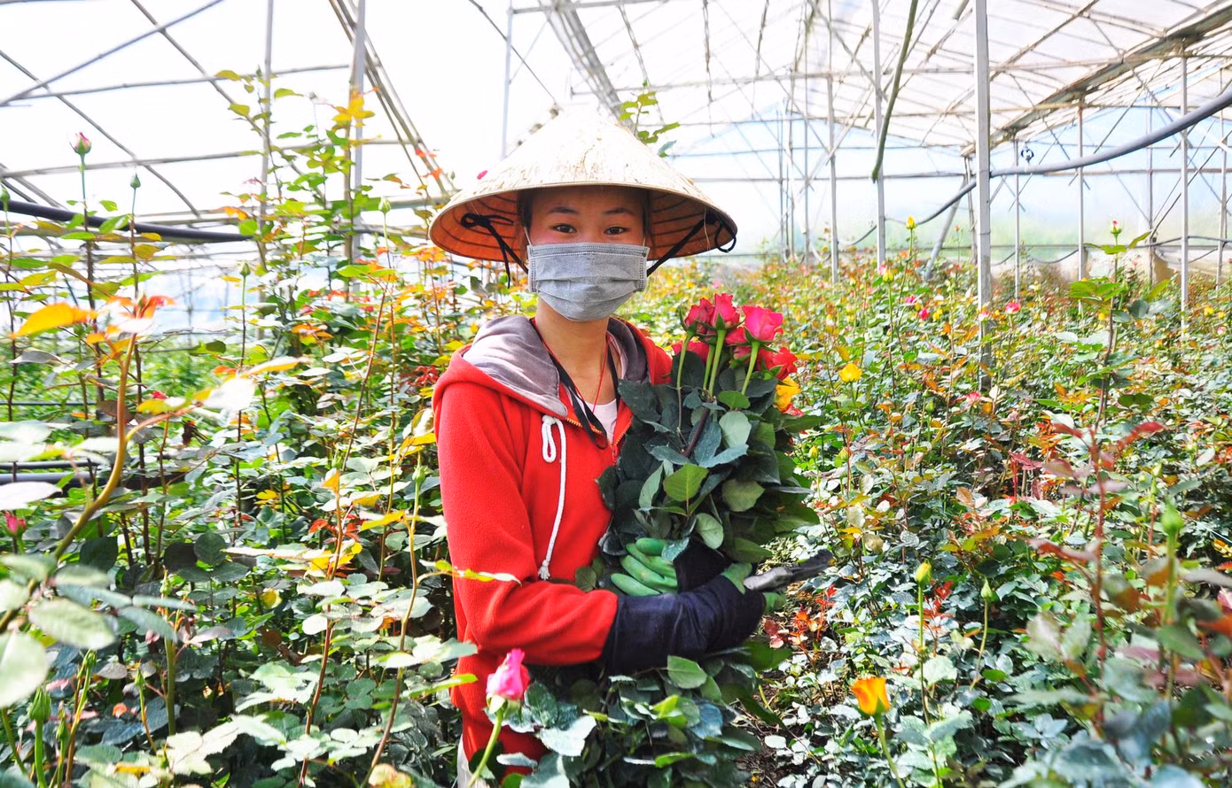 “Hồng đỏ luôn có giá cao nhất dịp Valentine bởi là lựa chọn số một của các đôi uyên ương. Trong thần thoại Hy Lạp, hoa hồng đỏ gắn liền với hình tượng nữ thần tình yêu”, Nguyễn Lan Hương - nữ sinh viên Văn khoa đang phụ mẹ thu mua hoa tại làng hoa Vạn Thành vui vẻ nói. Cũng theo Lan Hương, các chủ vựa thường thu mua hoa từ ngày 9 -12/2 để chuyển cho các cửa hàng, sạp hoa bán trong dịp lễ Tình nhân (14/2). Năm nay, giá hoa hồng tăng vọt vì đã được xuất khẩu sang thị trường Lào, Campuchia… với số lượng lớn. Trong ảnh: Hoa hồng đỏ là lựa chọn số 1 dịp lễ Vanlentine