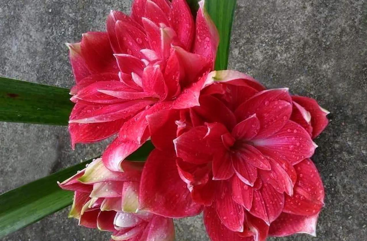 Ngoài hoa hồng, một số loại hoa khác như cẩm chướng, đồng tiền, hướng dương, ngàn sao… cũng tăng giá và sắc hoa được ưa thích nhất mùa Valentine vẫn là màu đỏ. Hoa hướng dương được bán với giá 25.000đ/bó, cẩm chướng 30.000đ/bó, đồng tiền khoảng 70.000đ/bó... Trong ảnh: La huệ cánh kép.