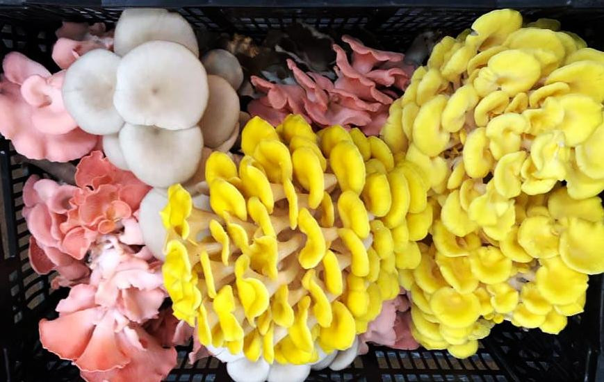 Nấm tươi hữu cơ được trồng tại làng nấm Đà Lạt