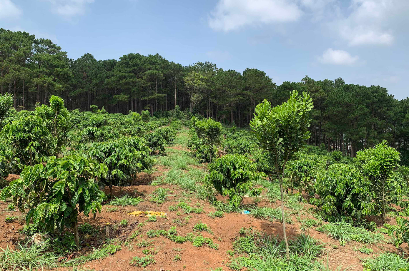 Một vụ lấn chiếm đất rừng để trồng cà phê và mắc ca ở Lâm Hà